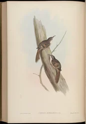 Certhia himalayana